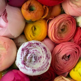 Storytelling Through Flowers