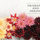Dahlias; Beautiful Varieties for Home & Garden (hardcover)