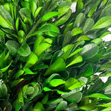 Galt International Company - Naturally Preserved Green Boxwood Wreath 21" + Hanging Loop