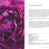 Vintage Roses: Beautiful Varieties for Home & Garden