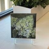 Mini 3" x 3" Lime Hydrangea Oil Painting/Green Background with easel