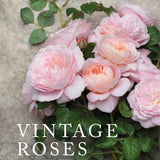 Vintage Roses: Beautiful Varieties for Home & Garden