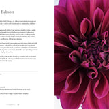 Dahlias; Beautiful Varieties for Home & Garden (hardcover)