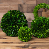 Preserved Boxwood Ball - 4 Inch