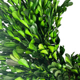 Galt International Company - Naturally Preserved Green Boxwood Wreath 21" + Hanging Loop