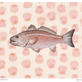 Elyse Carmichael no. 21 'spottail bass'